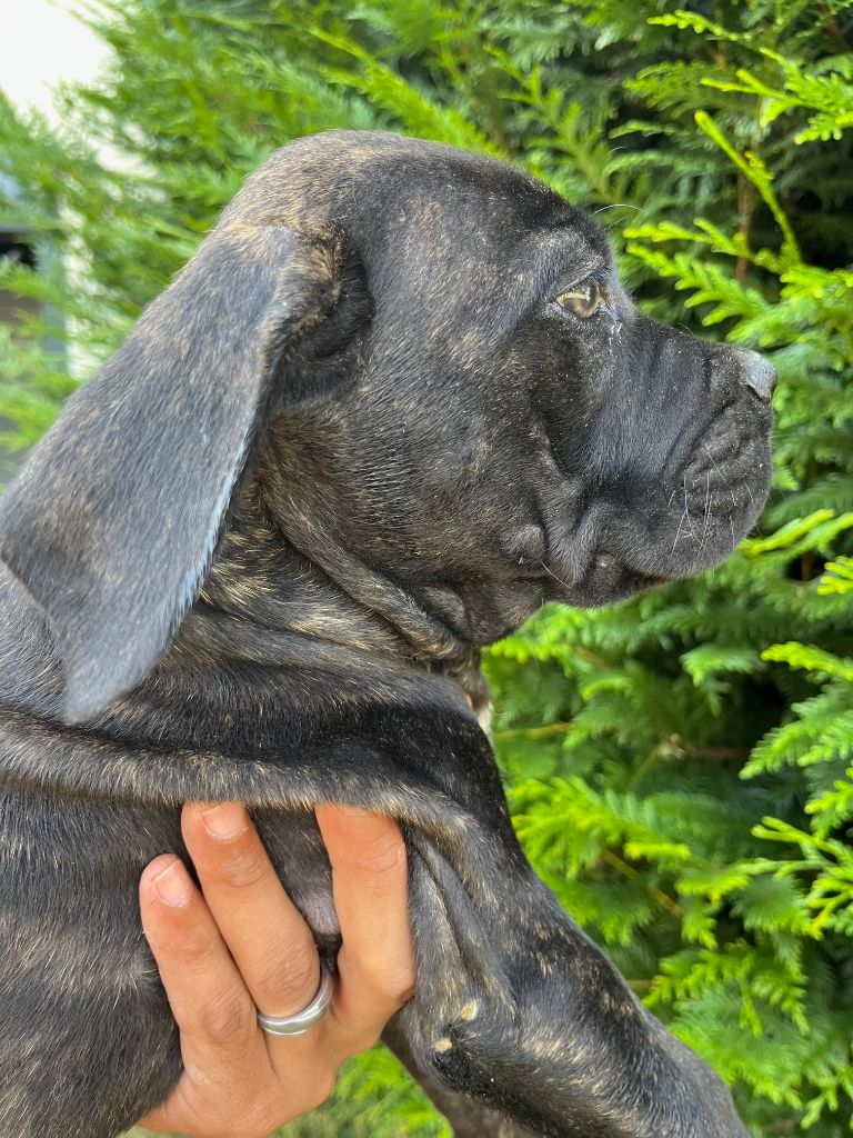 Hannibal A Las Puertas - Chiots disponibles - Cane Corso
