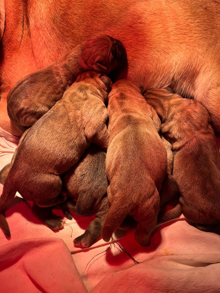 Chiot Cane Corso Hannibal A Las Puertas