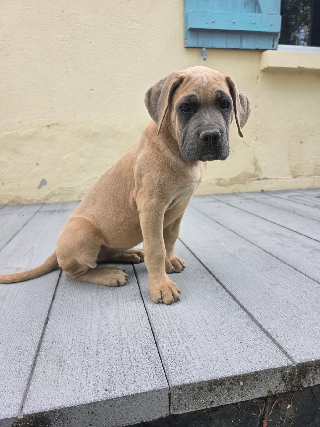 Hannibal A Las Puertas - Chiots disponibles - Cane Corso