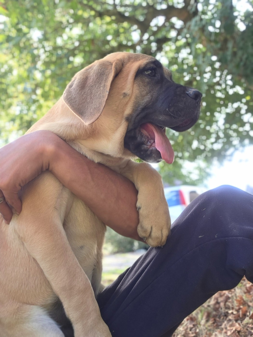 Hannibal A Las Puertas - Chiots disponibles - Cane Corso