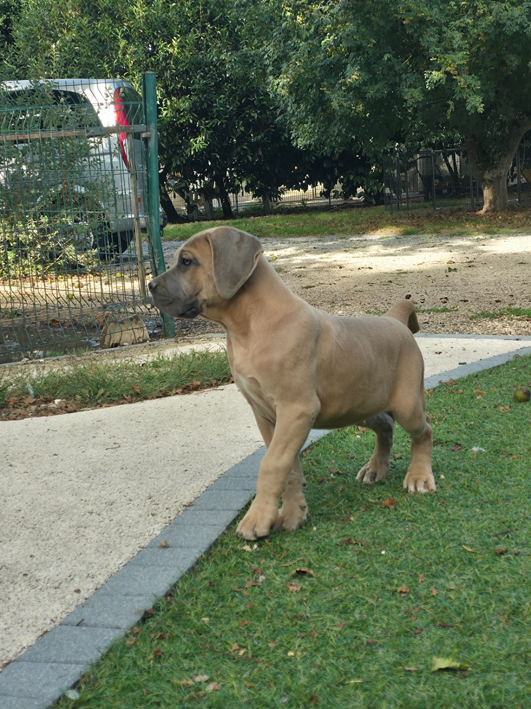 Hannibal A Las Puertas - Chiots disponibles - Cane Corso