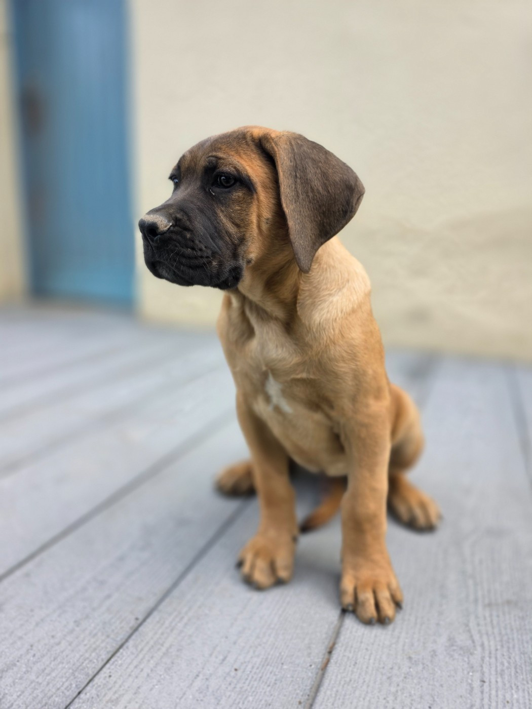 Hannibal A Las Puertas - Chiots disponibles - Cane Corso