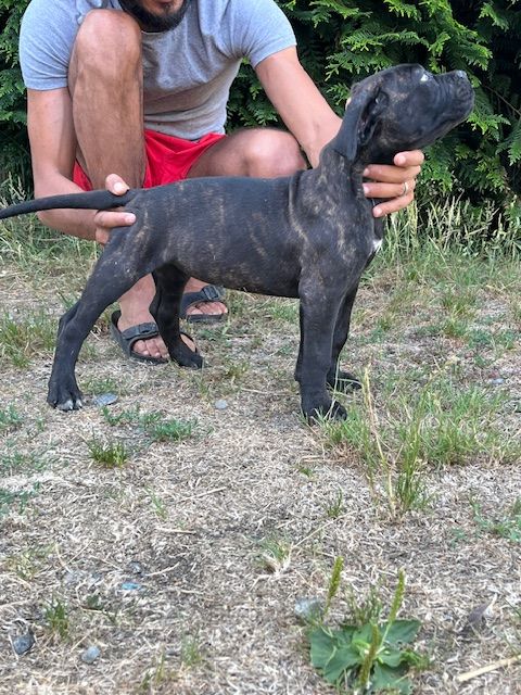 Hannibal A Las Puertas - Chiots disponibles - Cane Corso