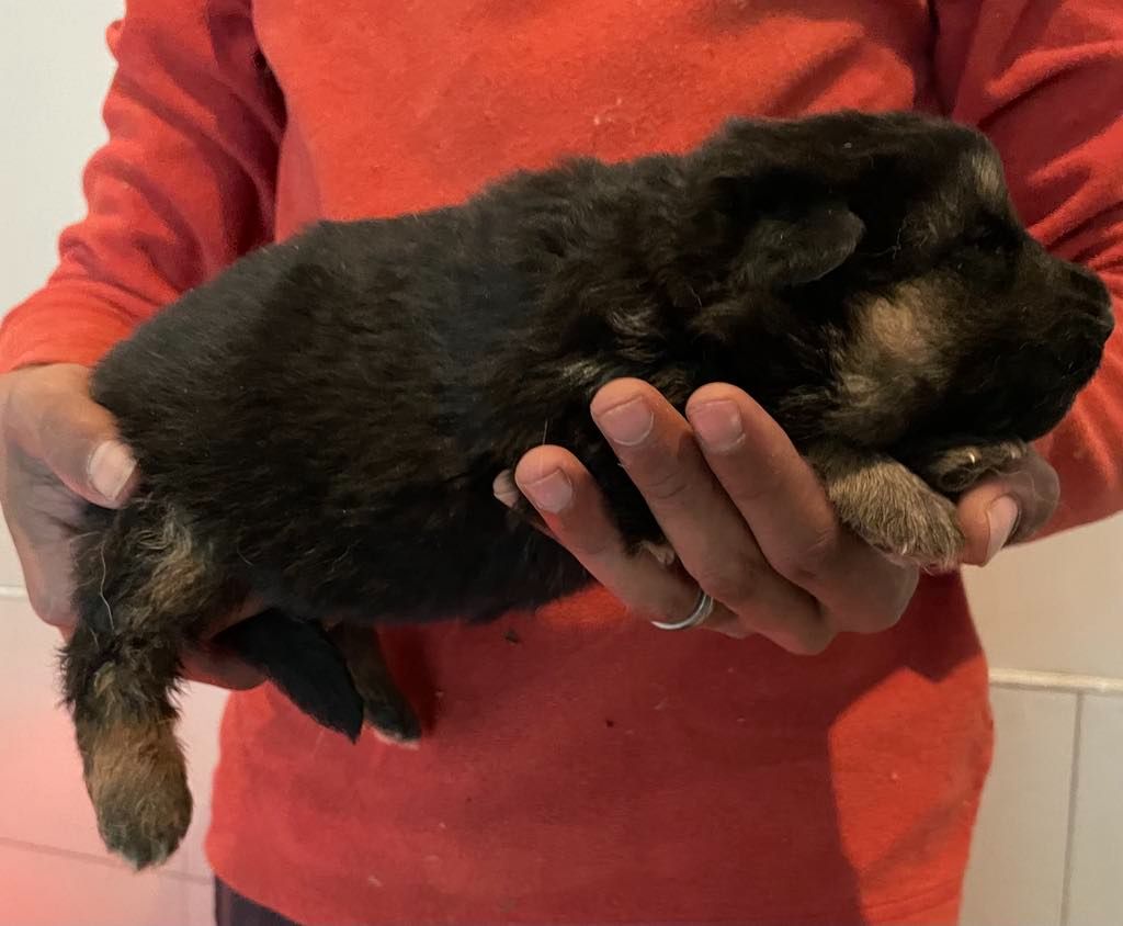 Hannibal A Las Puertas - Chiots disponibles - Berger Allemand