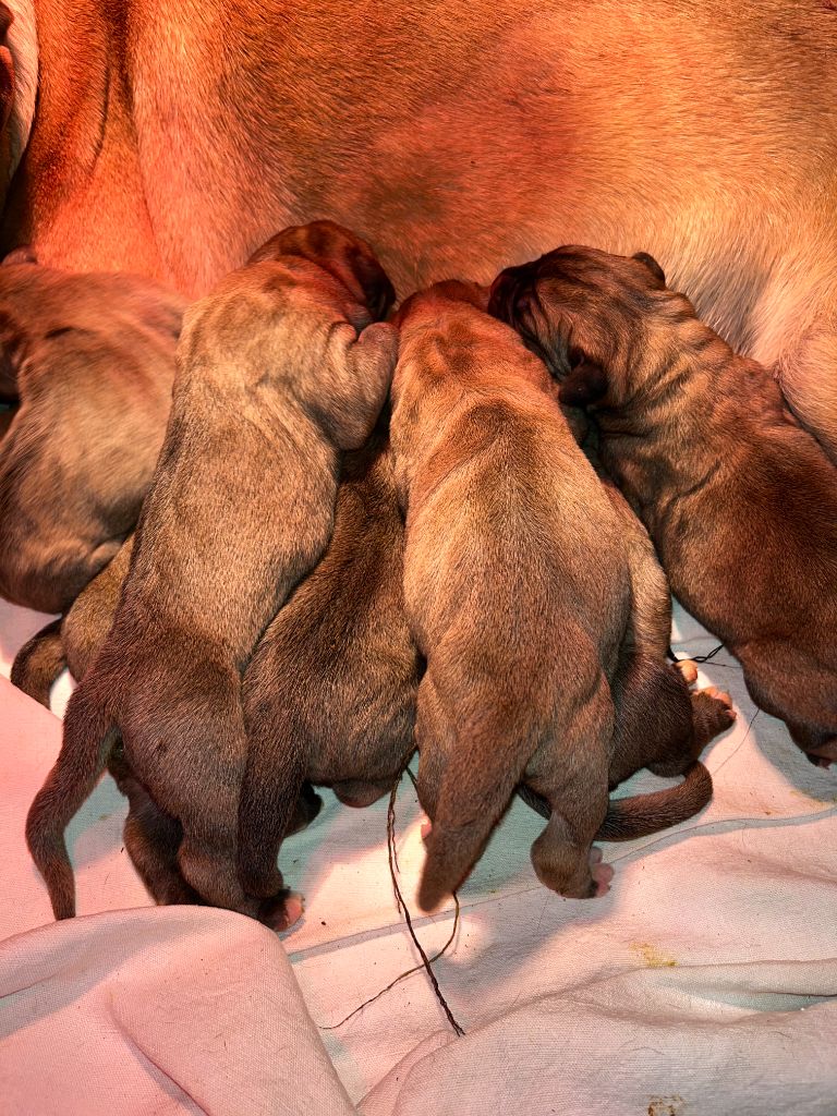 Hannibal A Las Puertas - Chiots disponibles - Cane Corso