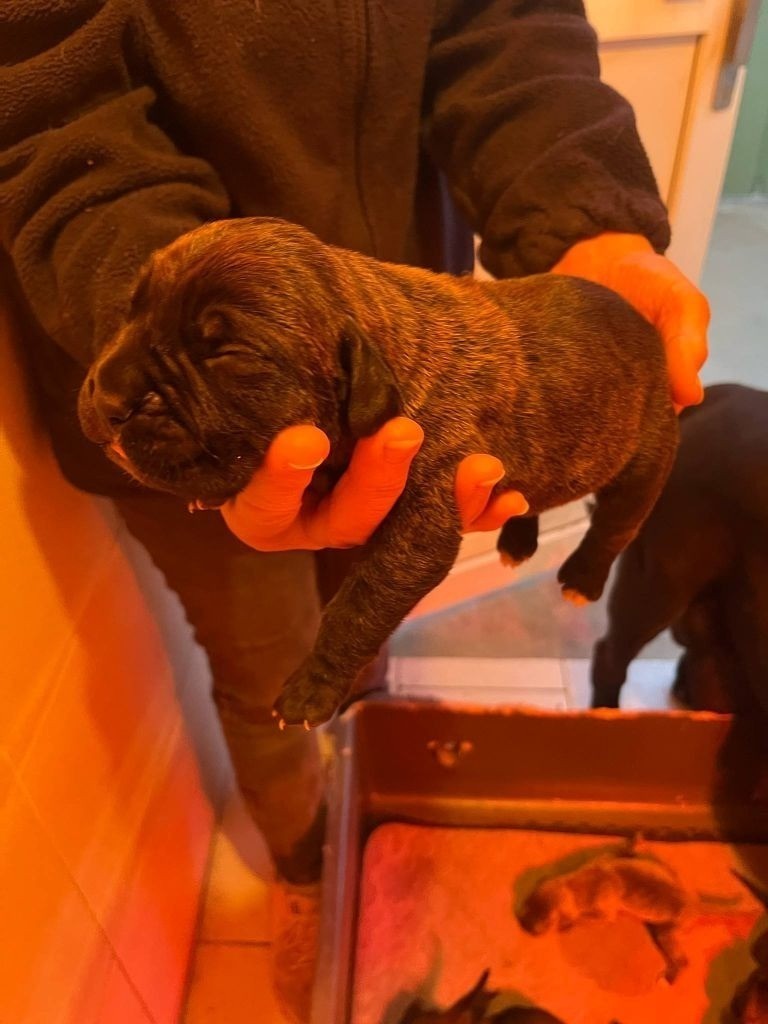 Hannibal A Las Puertas - Chiots disponibles - Cane Corso