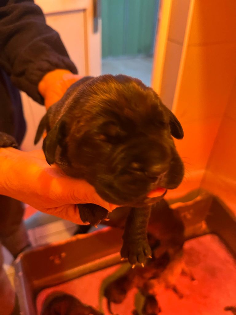 Hannibal A Las Puertas - Chiots disponibles - Cane Corso