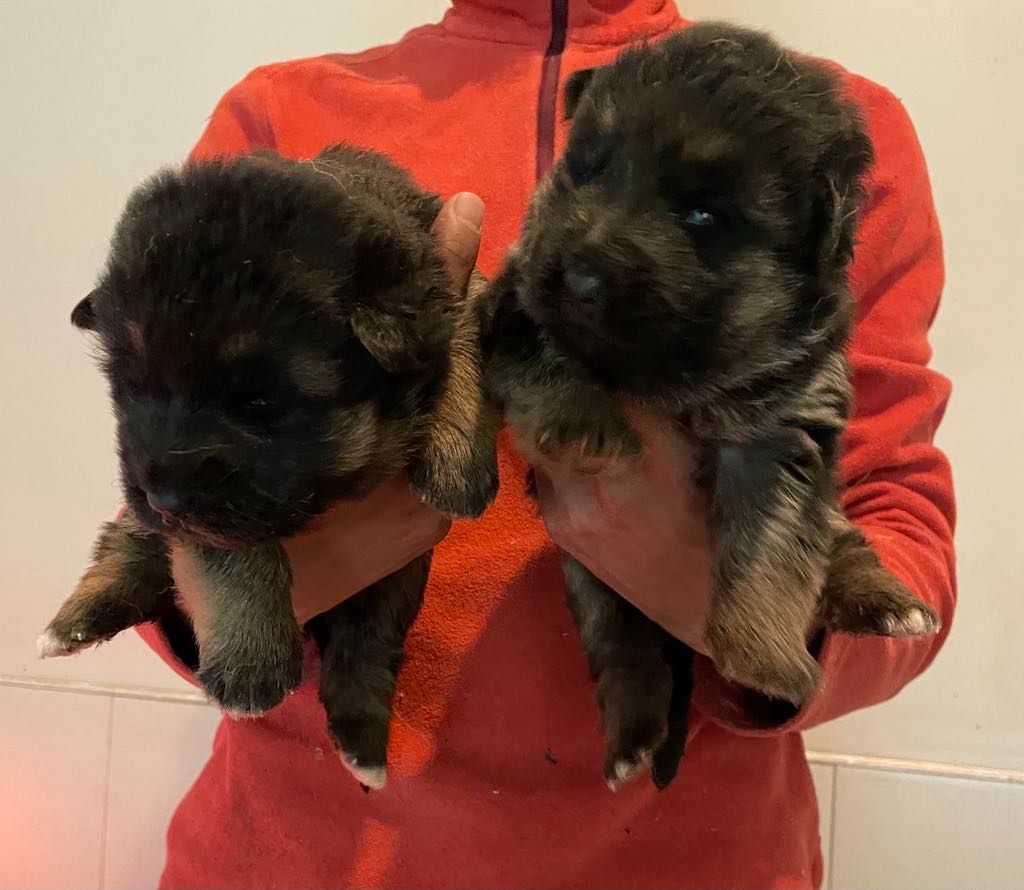 Hannibal A Las Puertas - Chiots disponibles - Berger Allemand