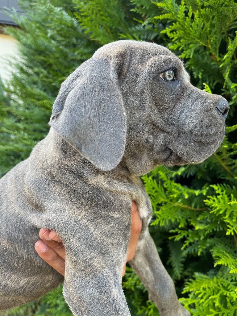 Hannibal A Las Puertas - Chiots disponibles - Cane Corso