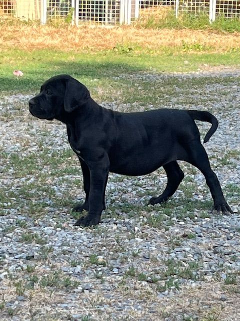 Hannibal A Las Puertas - Chiots disponibles - Cane Corso