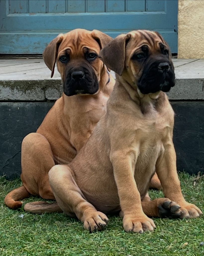 Hannibal A Las Puertas - Chiots disponibles - Cane Corso