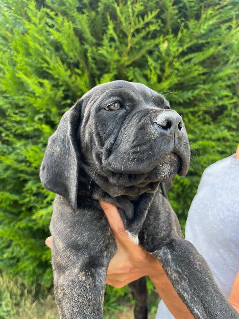 Hannibal A Las Puertas - Chiots disponibles - Cane Corso