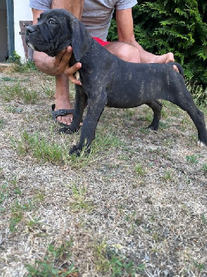 CHIOT 10