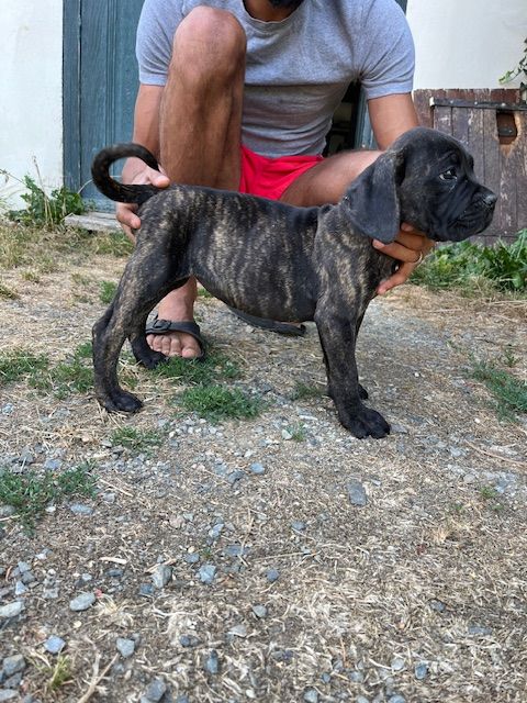 Hannibal A Las Puertas - Chiots disponibles - Cane Corso