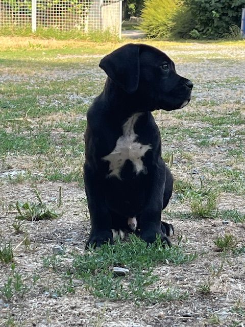 Hannibal A Las Puertas - Chiots disponibles - Cane Corso