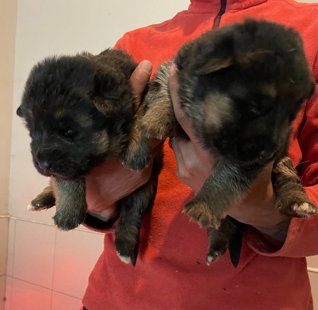 Hannibal A Las Puertas - Chiots disponibles - Berger Allemand