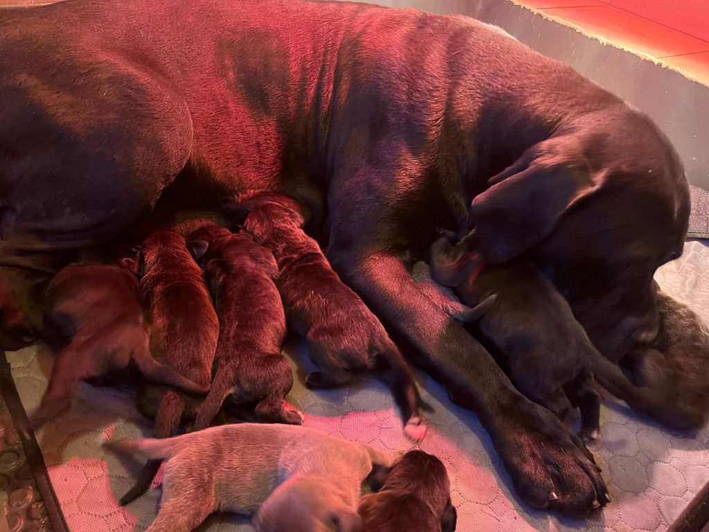 Chiot Cane Corso Hannibal A Las Puertas