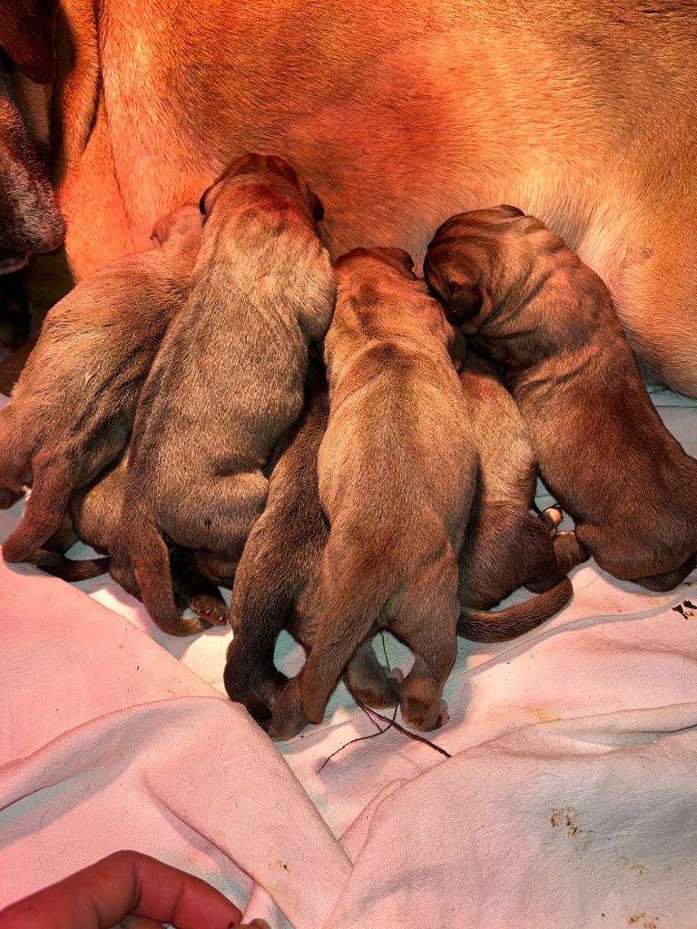 Hannibal A Las Puertas - Chiots disponibles - Cane Corso