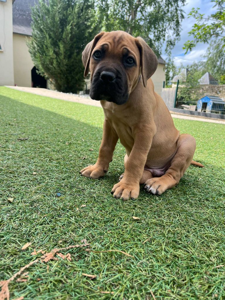 Hannibal A Las Puertas - Chiots disponibles - Cane Corso